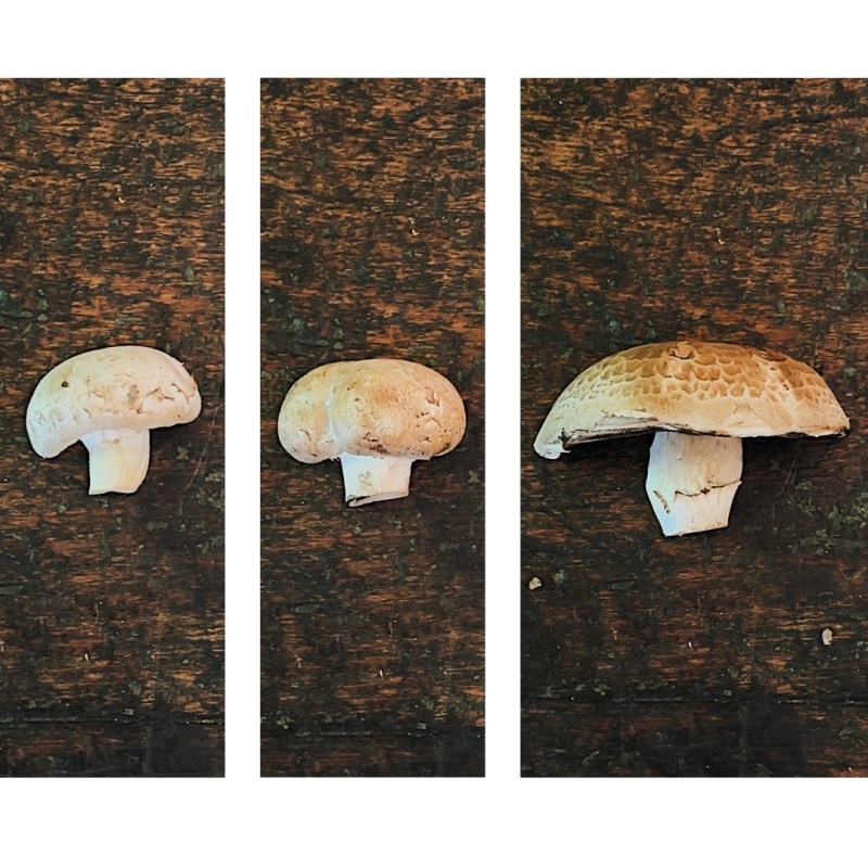 conventional mushrooms